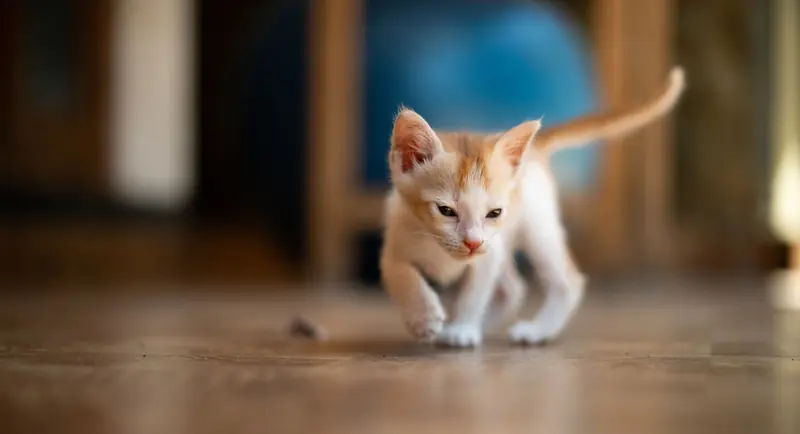 Cute kitten exploring indoors on a wooden floor, perfect for pet-themed projects