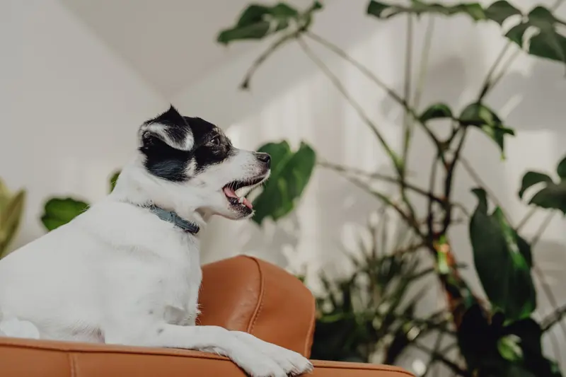 A small dog with black and white fur yawning indoors on an orange sofa surrounded by houseplants