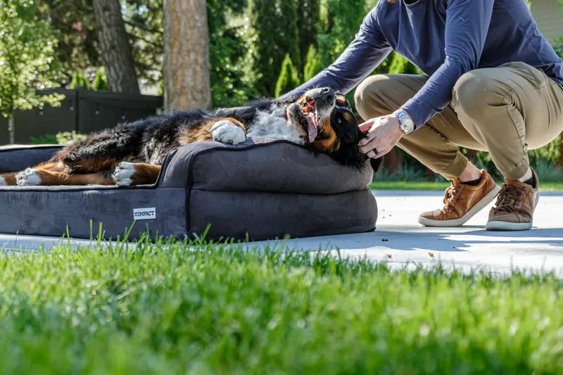 Happy Bernese Mountain Dog enjoying the sunshine on a comfortable dog bed outdoors