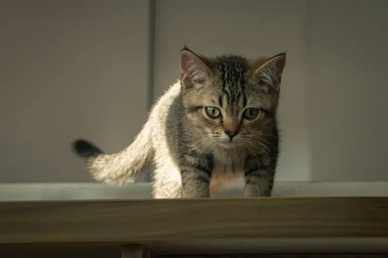 A cute tabby kitten curiously exploring a room while basking in soft indoor lighting