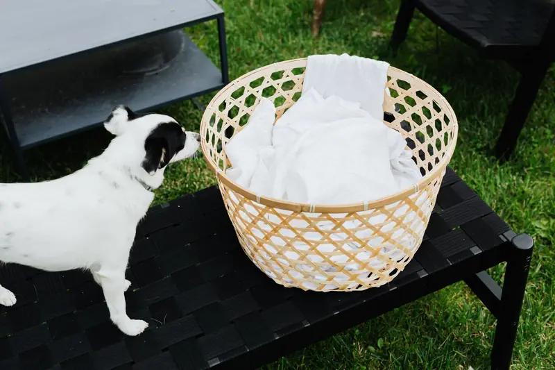 A playful dog sniffs around a woven basket filled with laundry outdoors