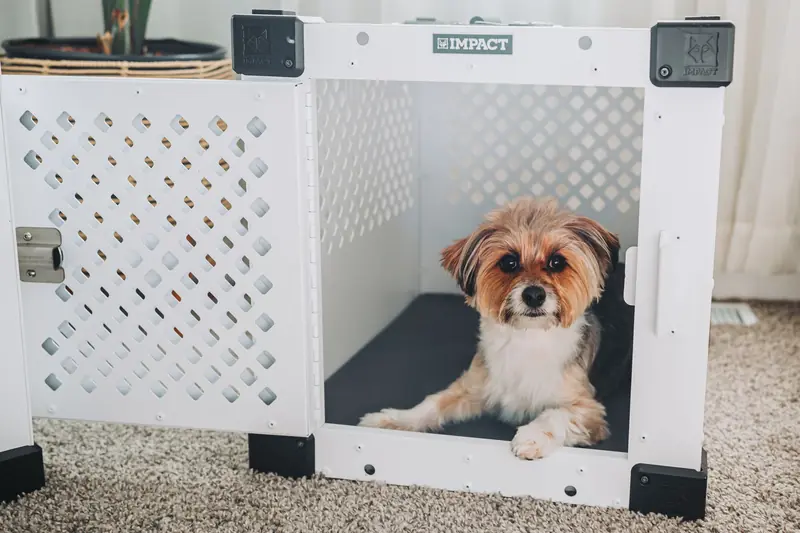 A cute small dog sitting comfortably inside a modern white pet crate on a soft carpet