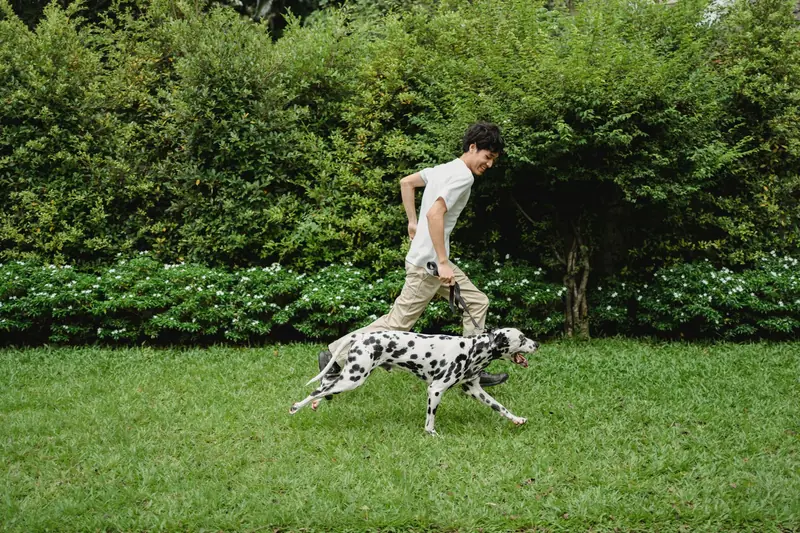 A man enjoys running with his Dalmatian dog on a green lawn in a sunny park