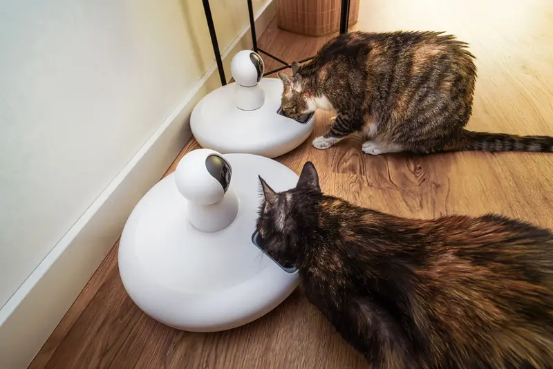 Two domestic cats eating from modern smart pet feeders in an indoor setting