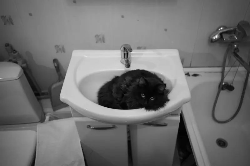 A fluffy black cat comfortably nestled in a white bathroom sink, creating a cozy and amusing scene
