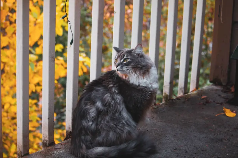 A fluffy gray cat sits on a balcony surrounded by vibrant autumn leaves, creating a cozy and serene scene