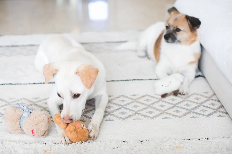 Two dogs enjoy playtime indoors on a patterned rug, each with a plush toy