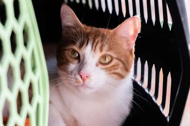 Close-up of a cute orange and white cat resting in a pet carrier, looking alert