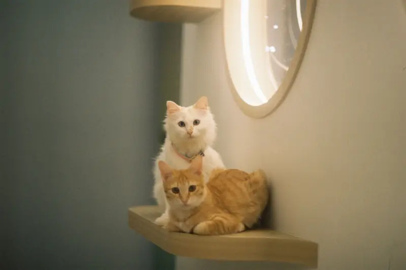 Two cute cats, white and ginger, relax on a modern indoor shelf next to a circular mirror