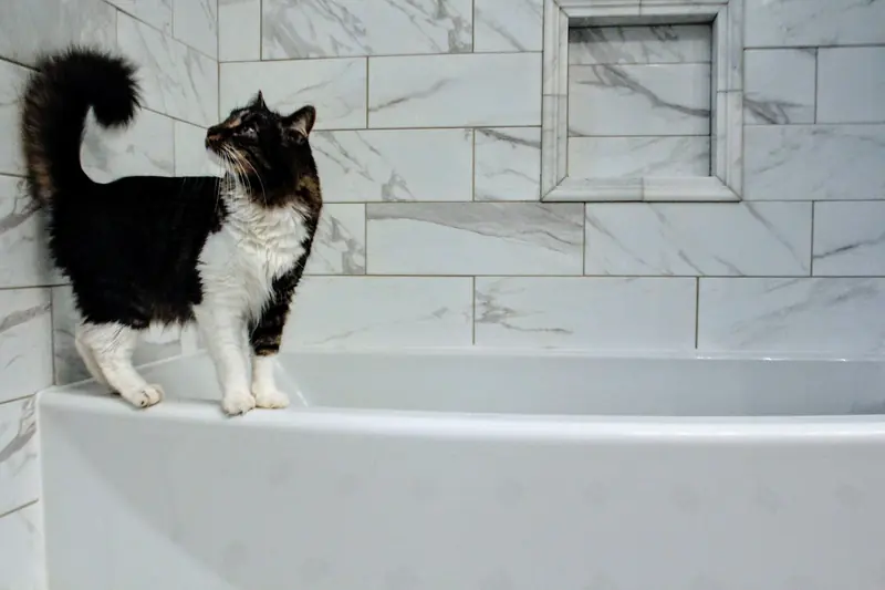 A domestic cat stands on a marble bathtub in a stylish indoor bathroom setting