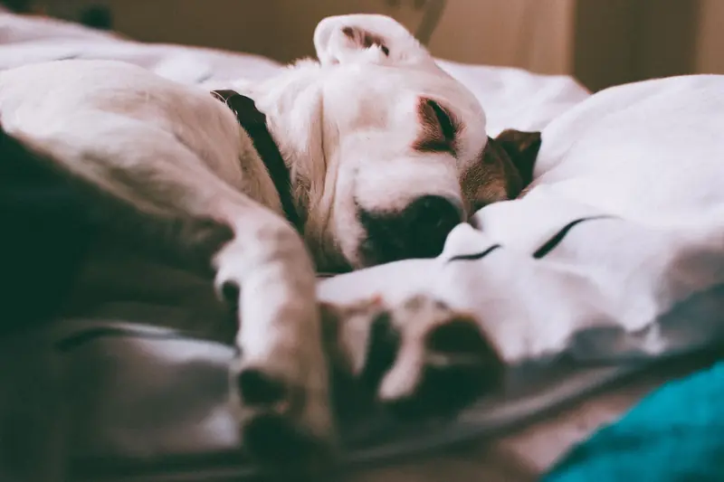 Adorable Jack Russell Terrier dog sleeping peacefully on a bed indoors