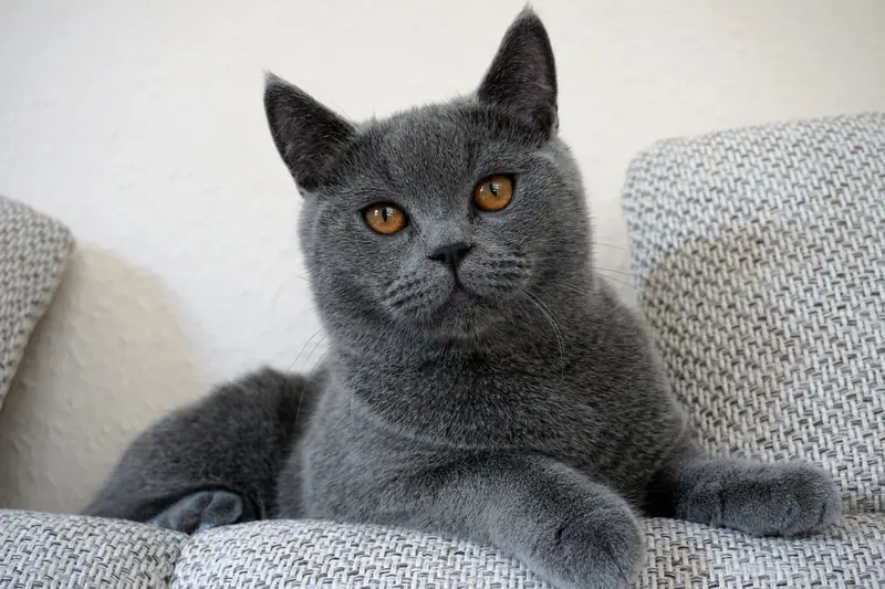 A British Shorthair cat with gray fur and amber eyes sitting comfortably on a sofa