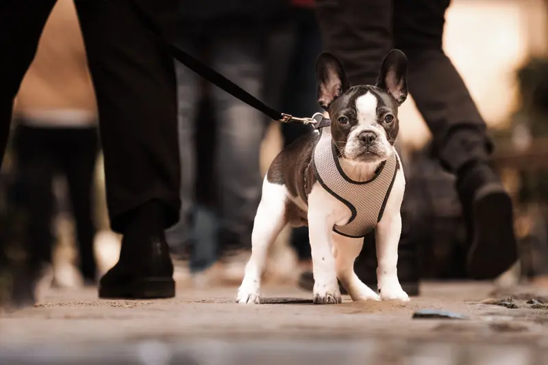 French Bulldog on a leash walking in an urban setting. City life and pet companionship