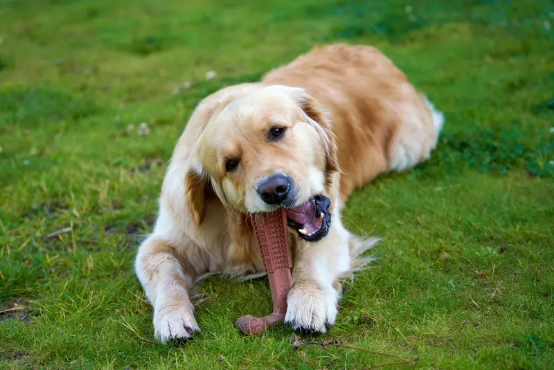 Playful golden retriever chewing a toy on a green lawn outdoors