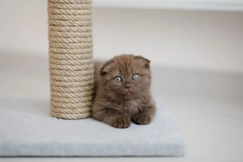 A cute brown kitten sits beside a scratching post indoors, showcasing its fluffy fur and playful eyes