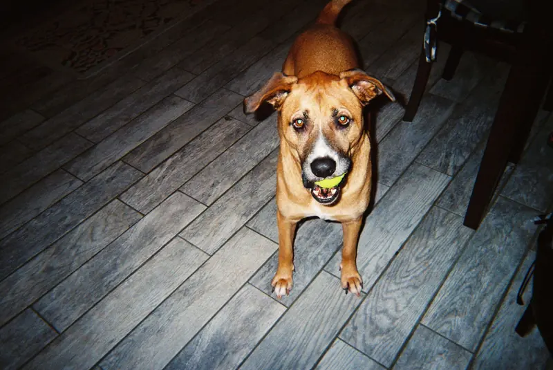 A playful brown dog stands on wooden flooring, holding a tennis ball indoors