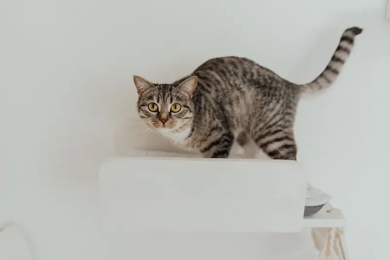 A cute tabby cat perched on a minimalist white shelf indoors
