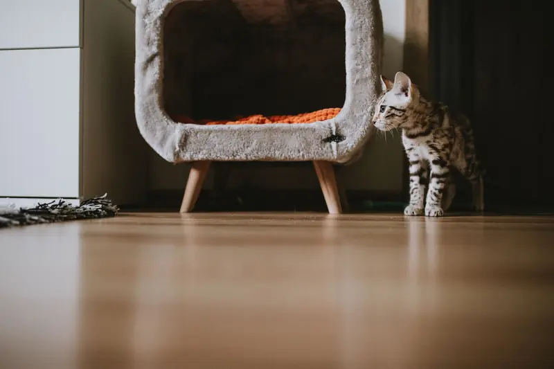 Bengal kitten standing next to a cozy pet bed in a modern apartment interior