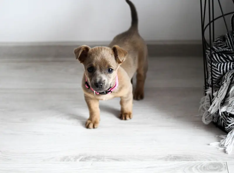 Cute puppy with pink collar standing on light wooden floor inside a home