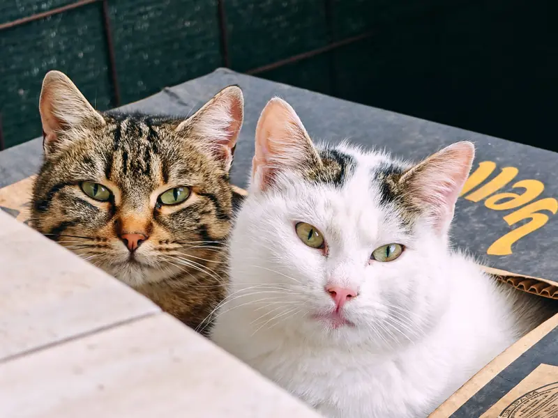 Close-up of two adorable cats resting together in a cozy cardboard box, expressing warmth and companionship