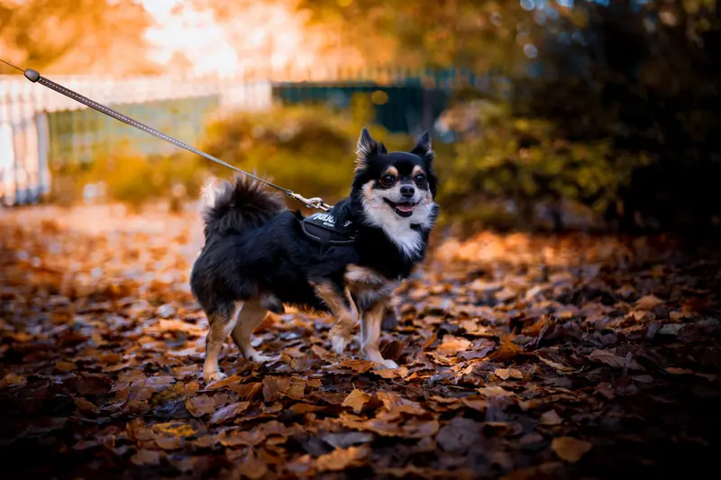 Chihuahua on a leash enjoying a walk through vibrant autumn leaves outdoors